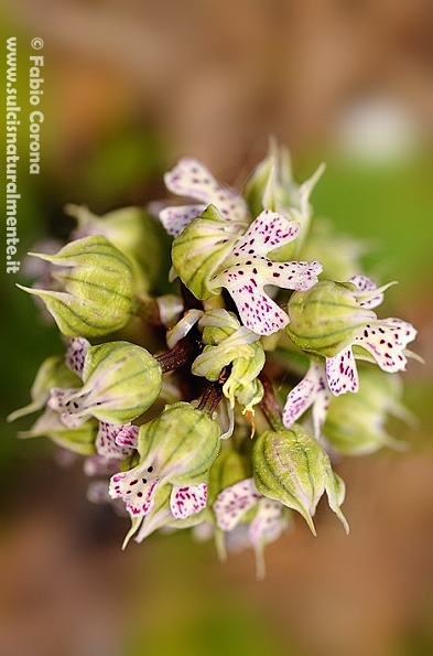 Primavera sulcitana